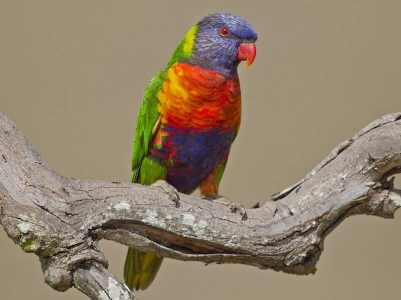 Rainbow Lorikeet, 照片 4