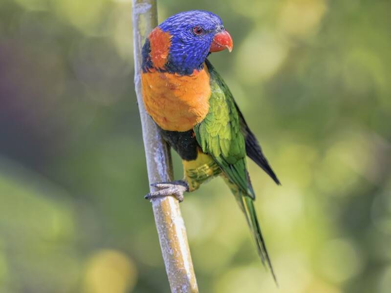 Red-collared Lorikeet, Photos 2