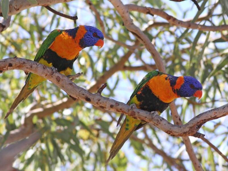 Red-collared Lorikeet, Photos 4
