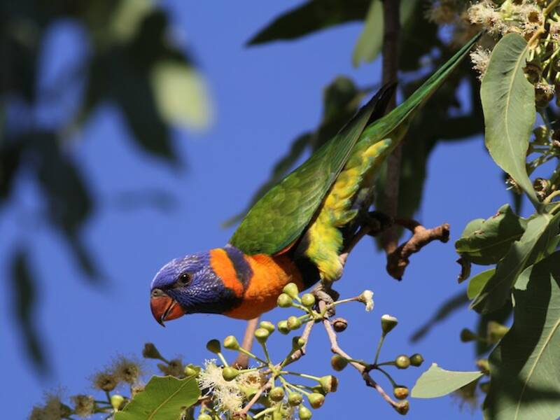 Red-collared Lorikeet, Photos 3