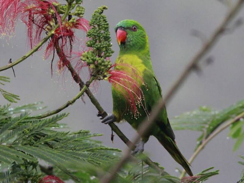 Leaf Lorikeet, Photos 3