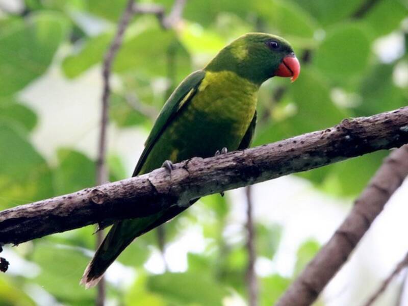 Leaf Lorikeet, Photos 4