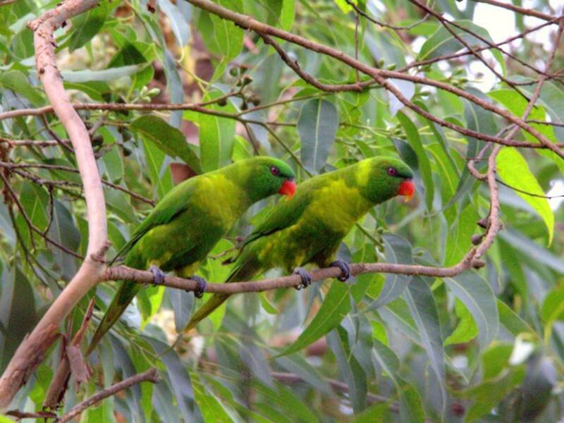 Leaf Lorikeet, Trichoglossus weberi