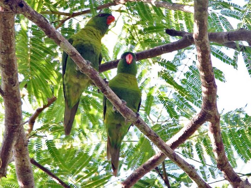Leaf Lorikeet, Photos 2