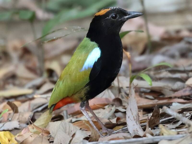 Rainbow Pitta (Pitta iris)