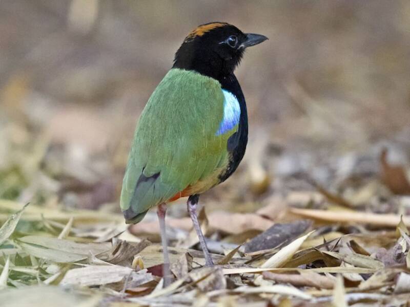 Pitta arcobaleno, Foto 2