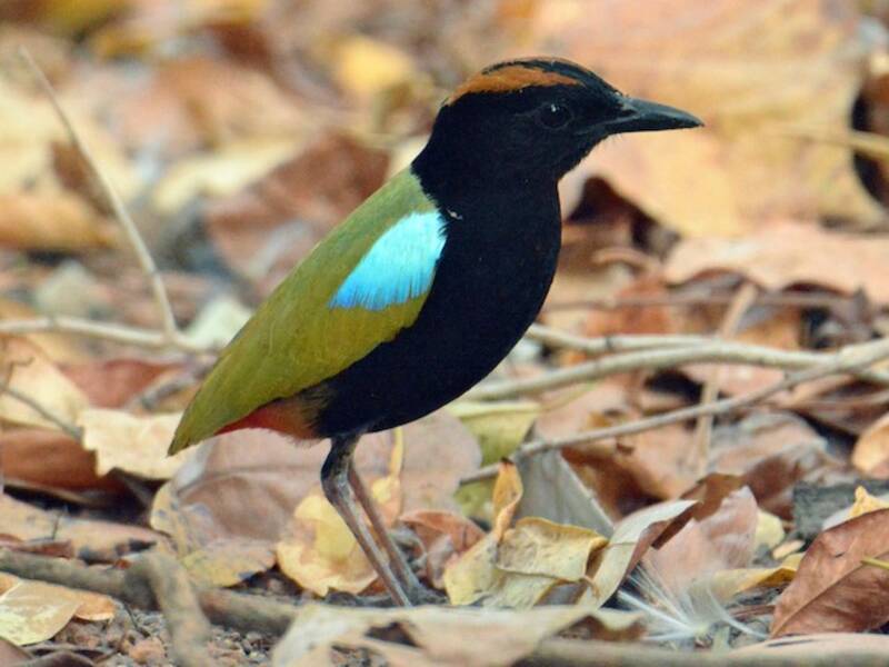 Pitta arcobaleno, Foto 3