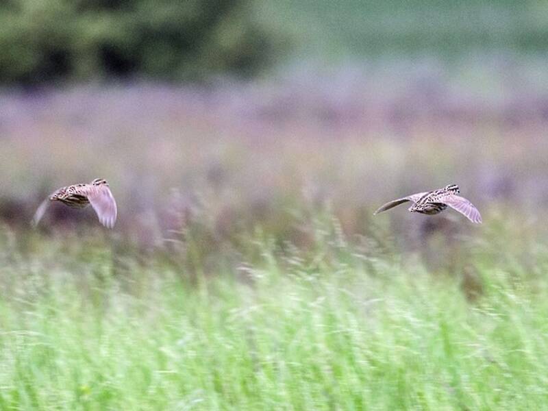 Rain Quail