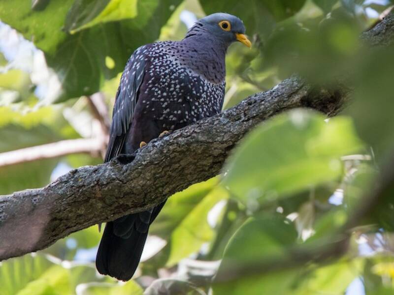 Pigeon rameron, Photos 3