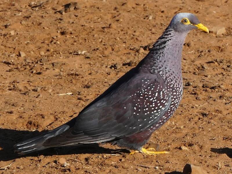 Pigeon rameron, Photos 4