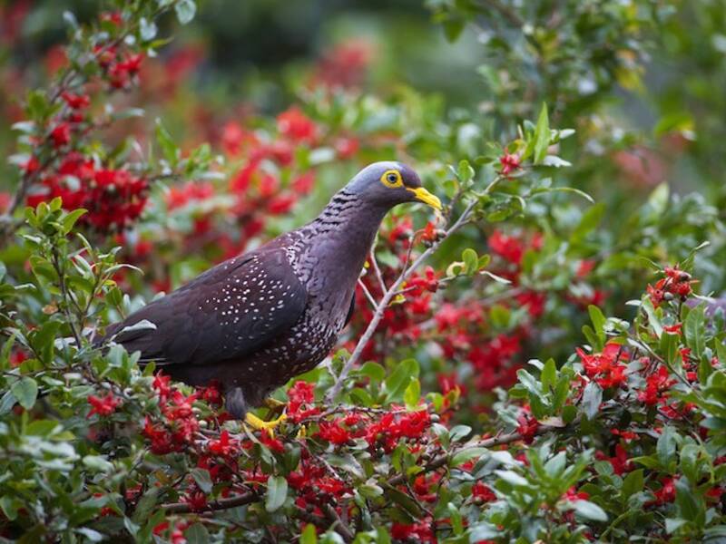 Pigeon rameron