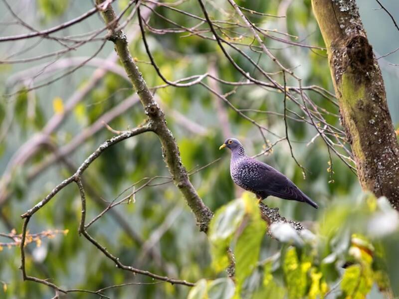 Pigeon rameron, Photos 2