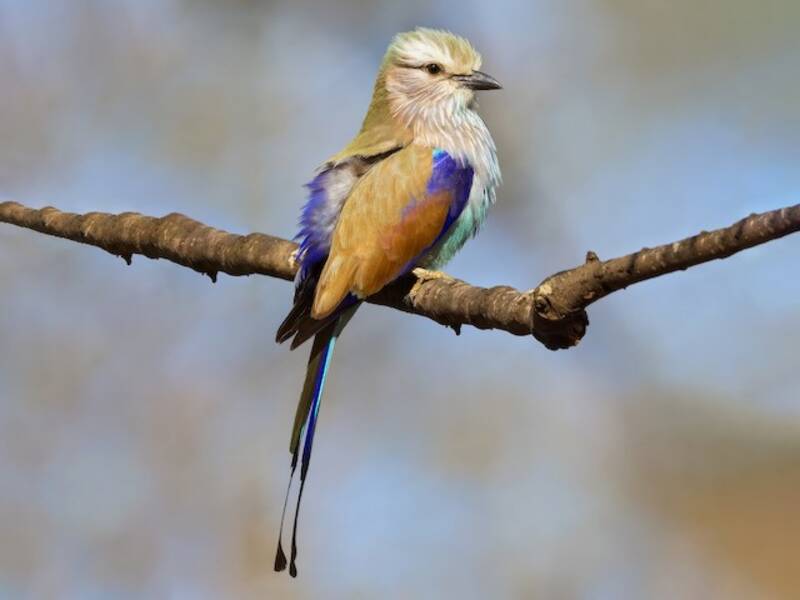 Racket-tailed Roller, Photos 3