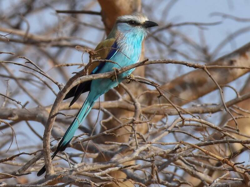 Racket-tailed Roller, Photos 4