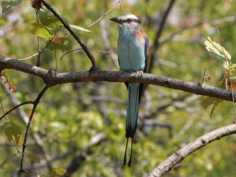 Racket-tailed Roller, Coracias spatulatus