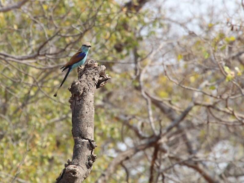 Racket-tailed Roller, Photos 2