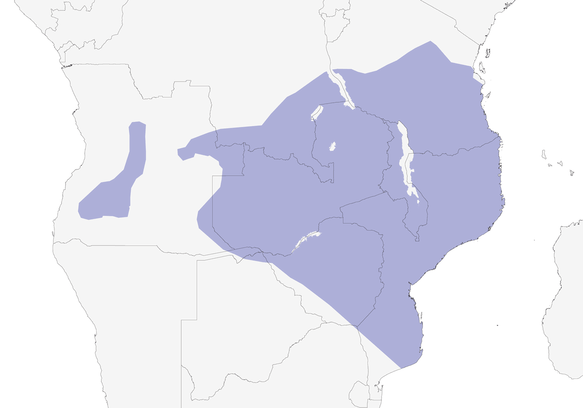 Racket-tailed Roller, Distribution 1