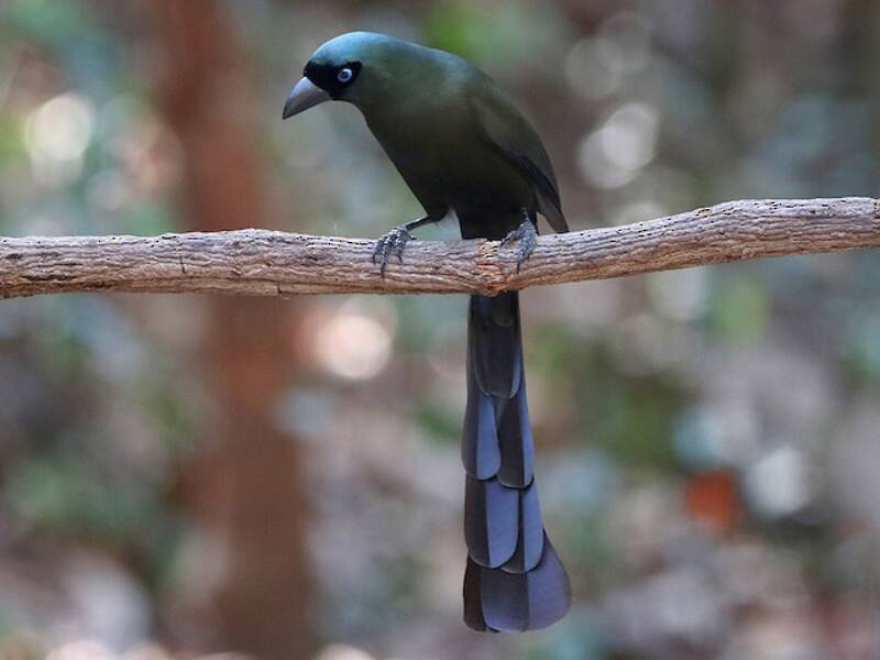 Racket-tailed Treepie, Photos 4