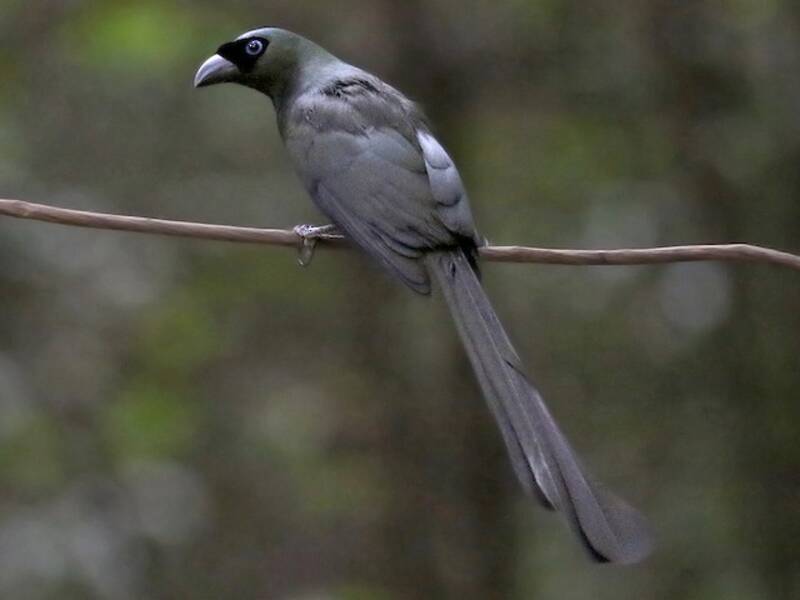 Racket-tailed Treepie, Photos 3