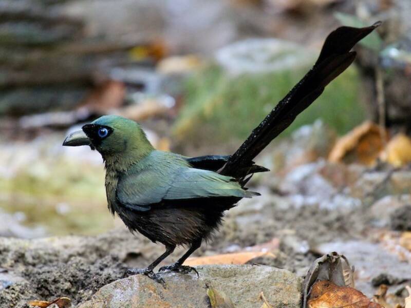 Racket-tailed Treepie, Photos 2