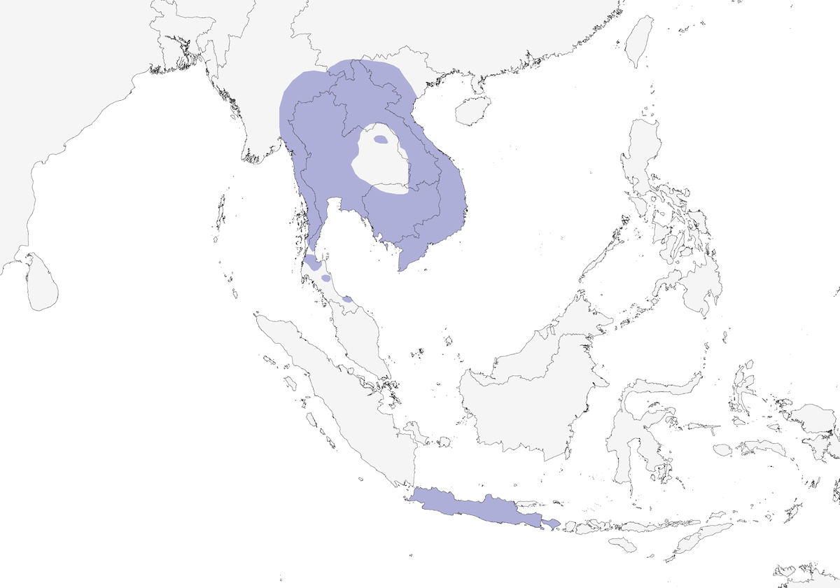 Racket-tailed Treepie, Distribution 1