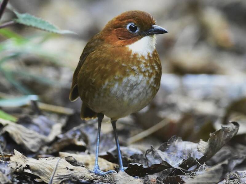 Red-and-white Antpitta, 照片 3