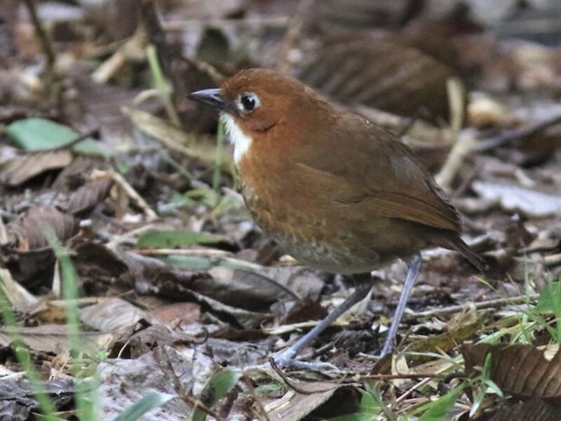 Red-and-white Antpitta, 照片 2
