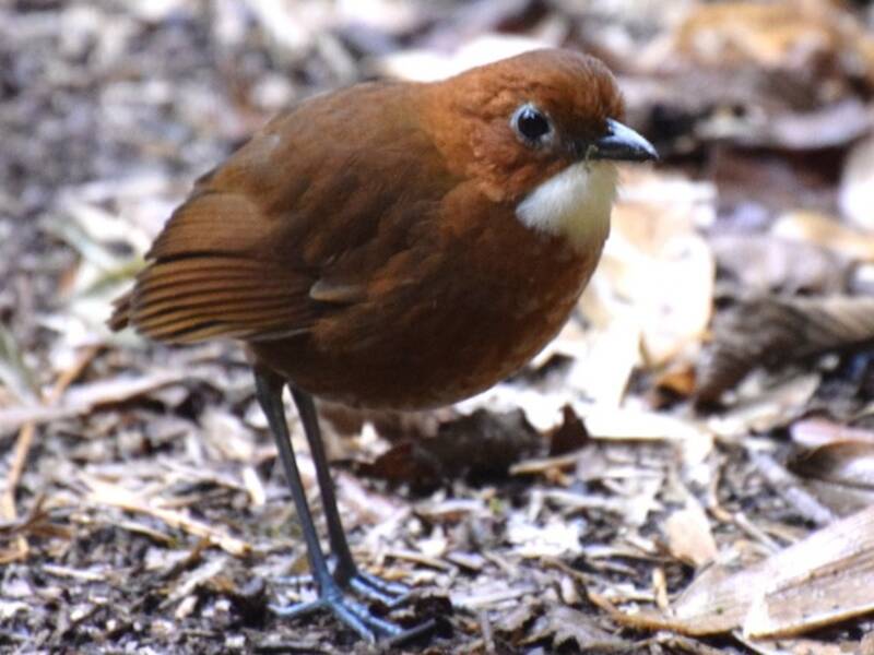 Grallaria roja y blanca