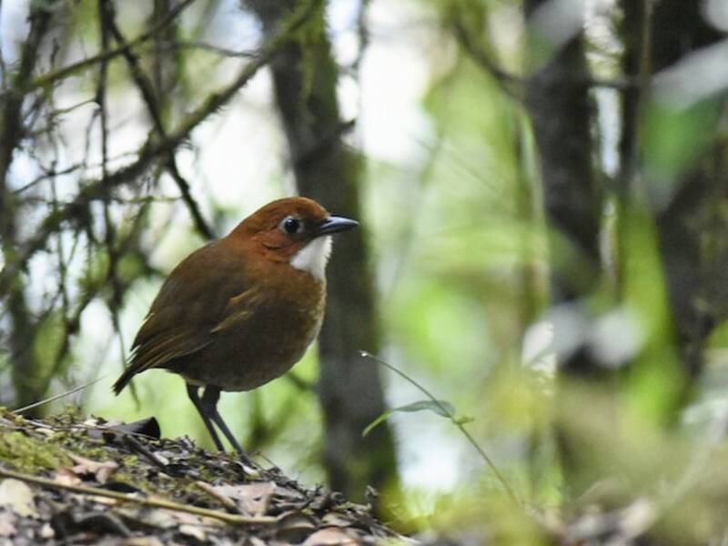 Red-and-white Antpitta, 照片 4