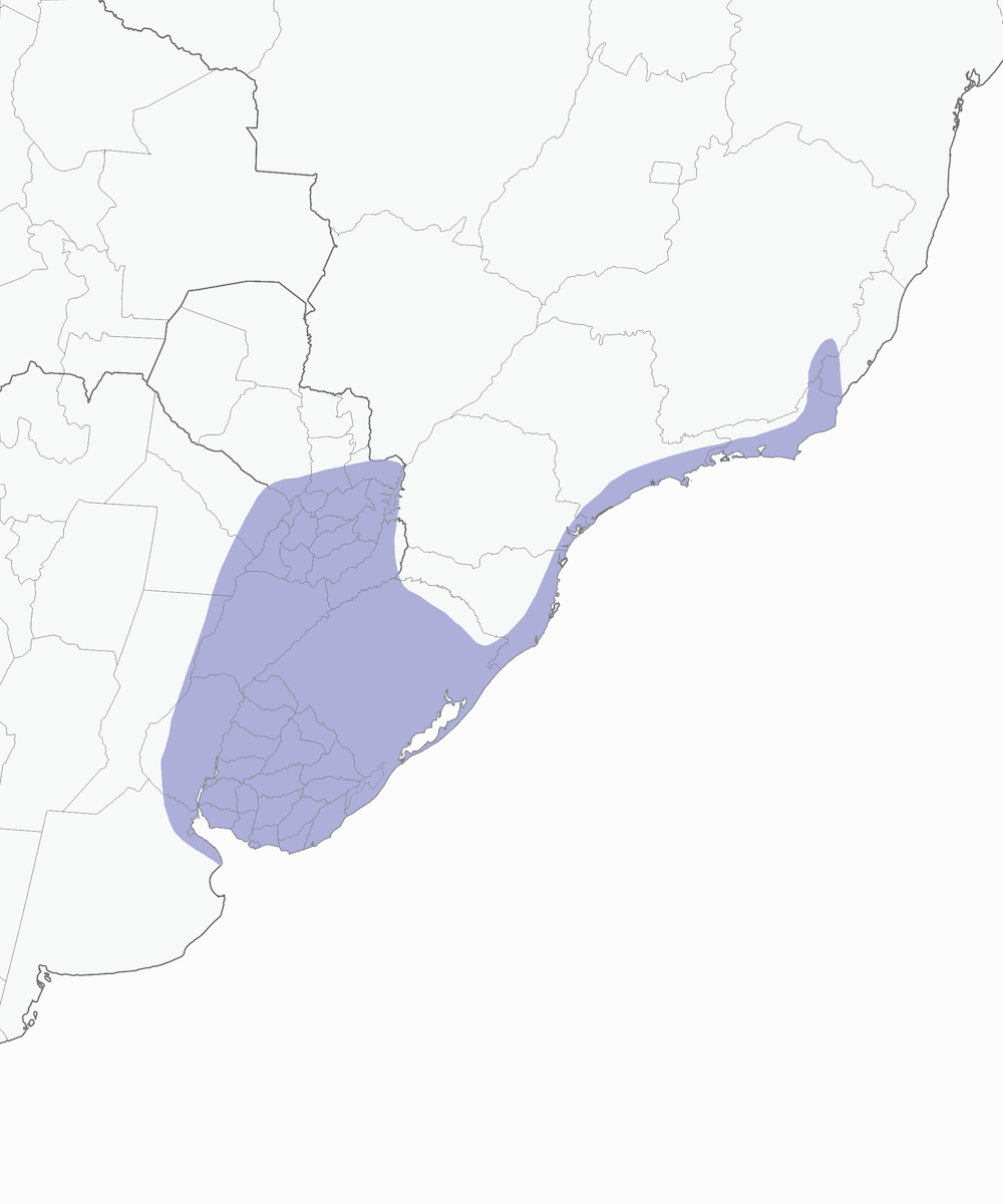 Râle roux et blanc, Distribution 1