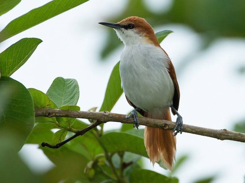 Red-and-white Spinetail