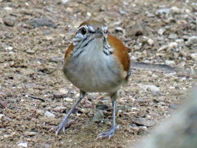 Rotweiß-Zaunkönig, Fotos 4
