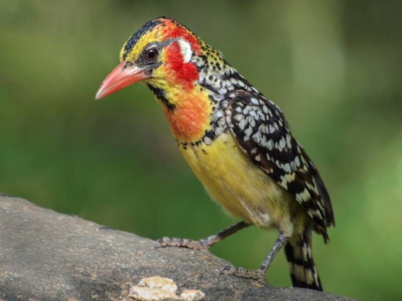 Red-and-yellow Barbet, Photos 4