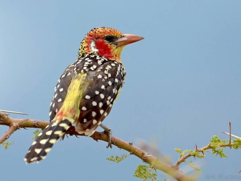 Red-and-yellow Barbet, Photos 3