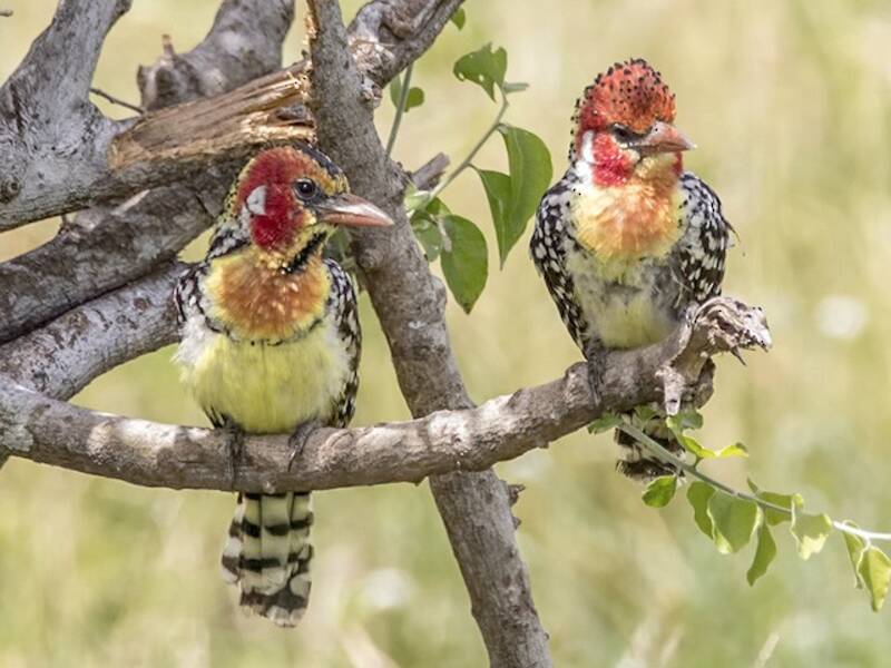 Red-and-yellow Barbet, Photos 2