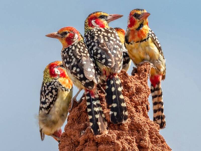 Red-and-yellow Barbet, Photos 1