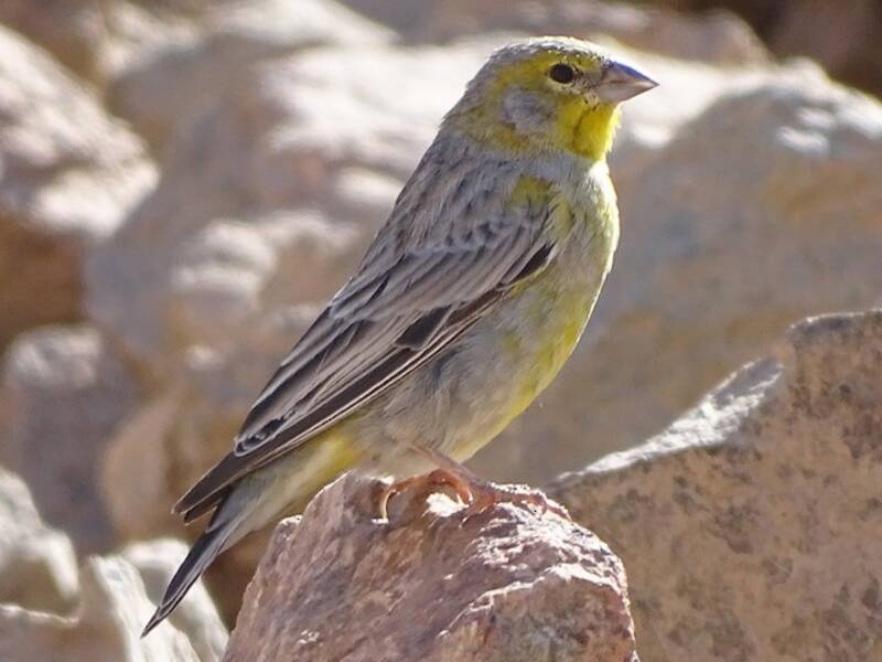 Fringuello giallo di Raimondi