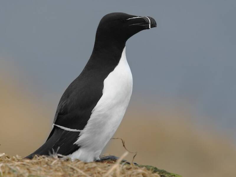 Razorbill (Alca torda)