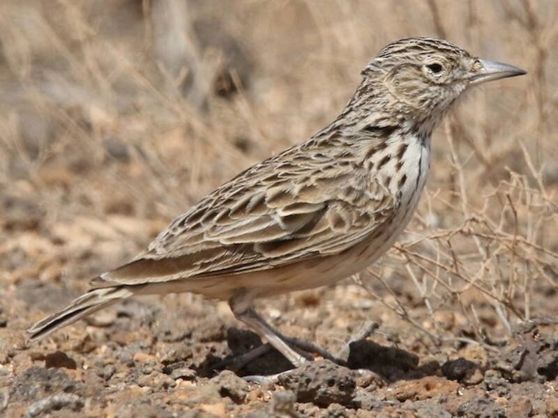 Raso Skylark, 照片 2