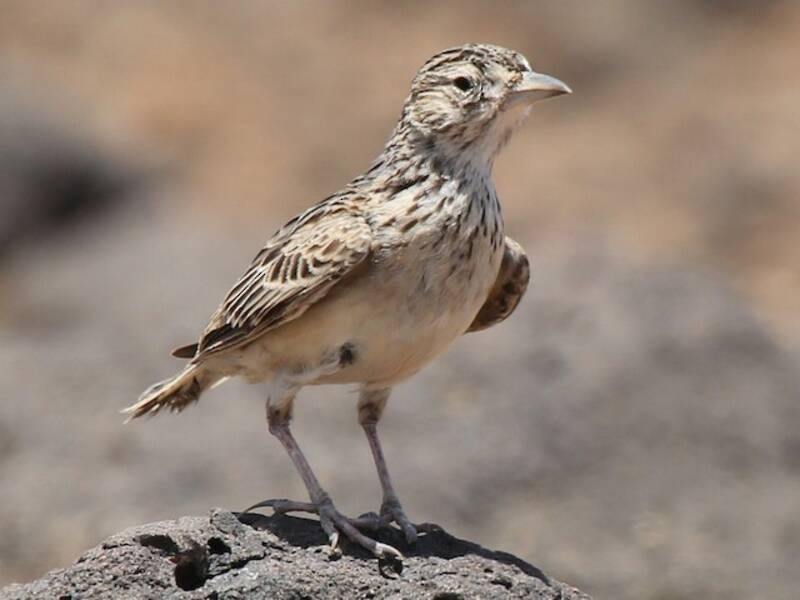 Raso Skylark, 照片 4