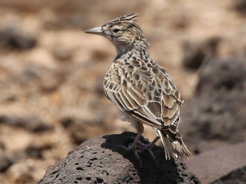 Raso Skylark, 照片 3
