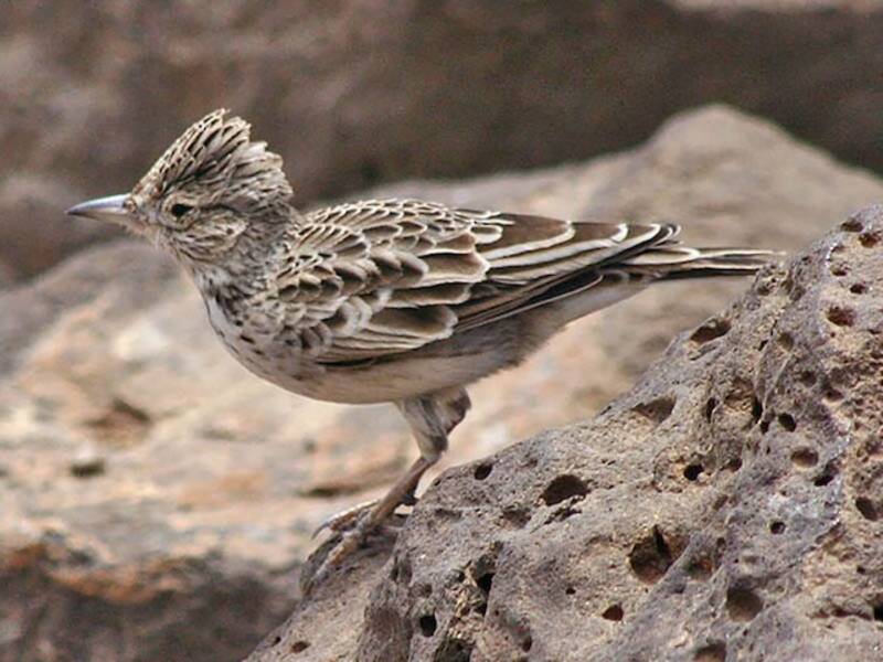 Raso Skylark