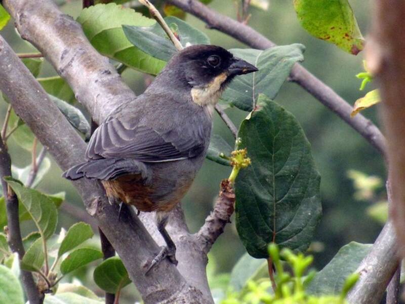 Rusty-bellied Brushfinch, 照片 4