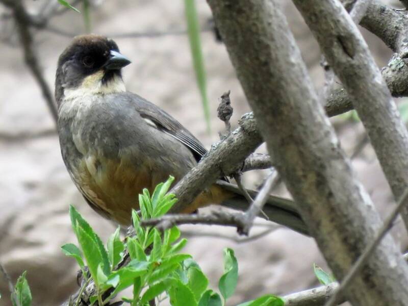 Rusty-bellied Brushfinch, 照片 2