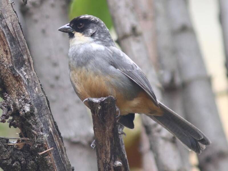 Rastrojero de vientre herrumbroso