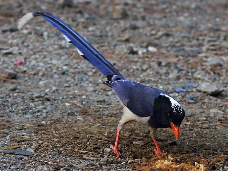 Pie bleue à bec rouge