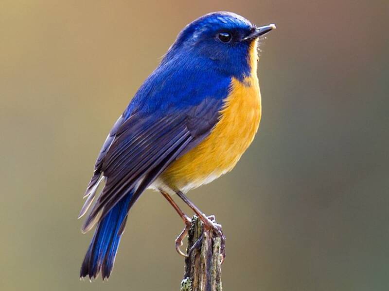 Rufous-breasted Bush-Robin, Photos 3