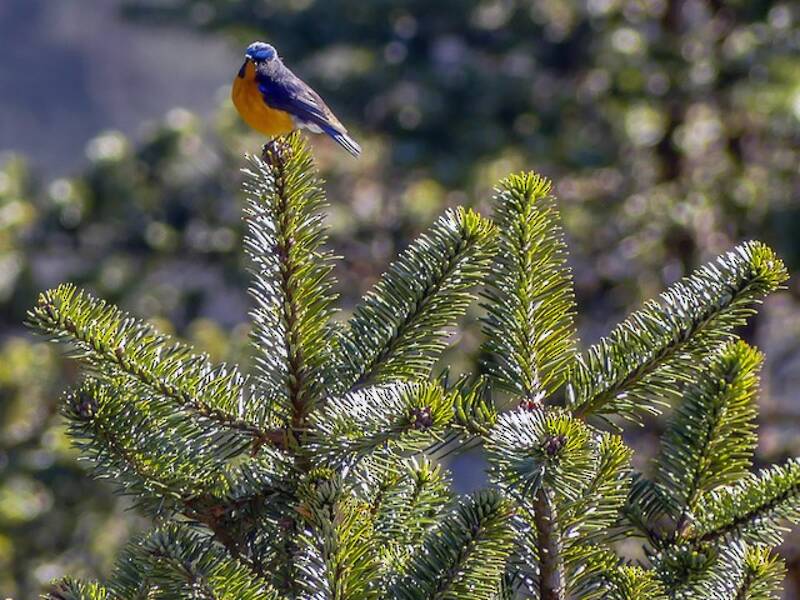 Rufous-breasted Bush-Robin, Photos 2