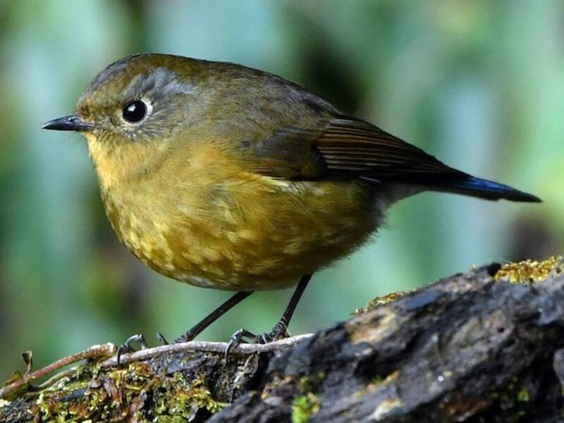 Rufous-breasted Bush-Robin