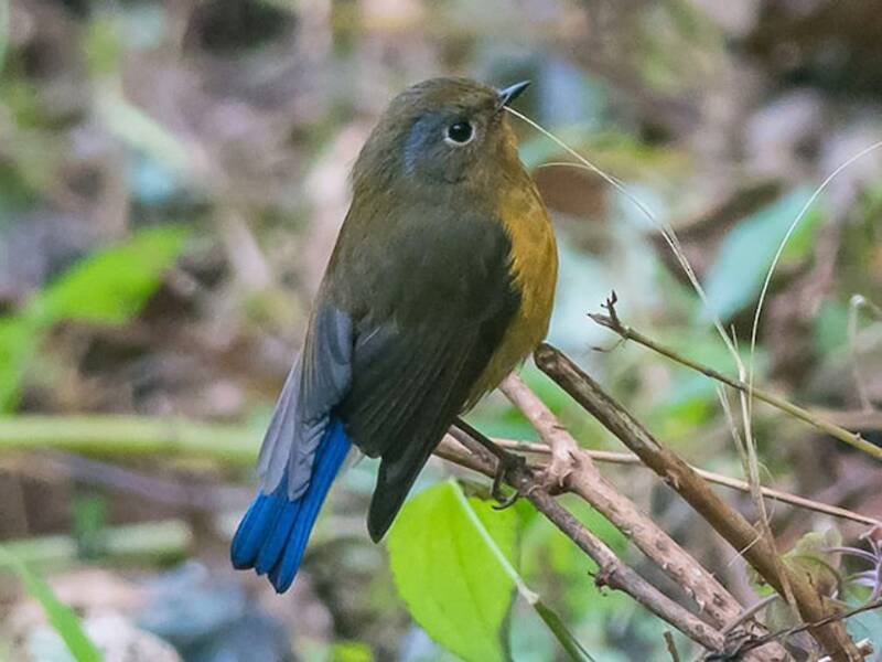 Rufous-breasted Bush-Robin, Photos 4